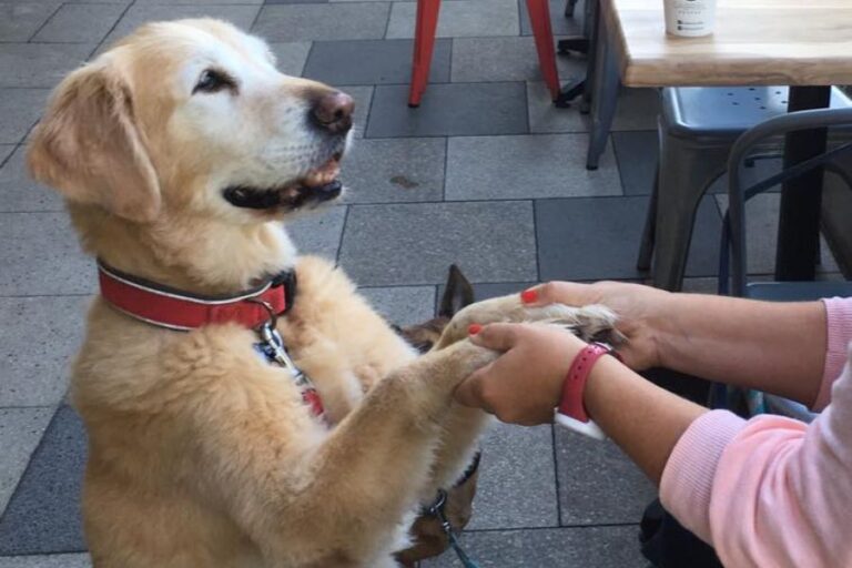 Champ Chief 900600 1 768x512