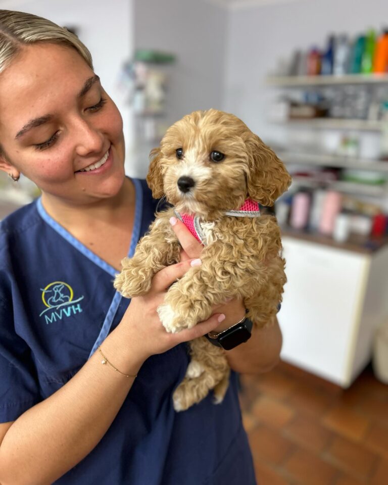 Mona Vale Vet 1 768x960