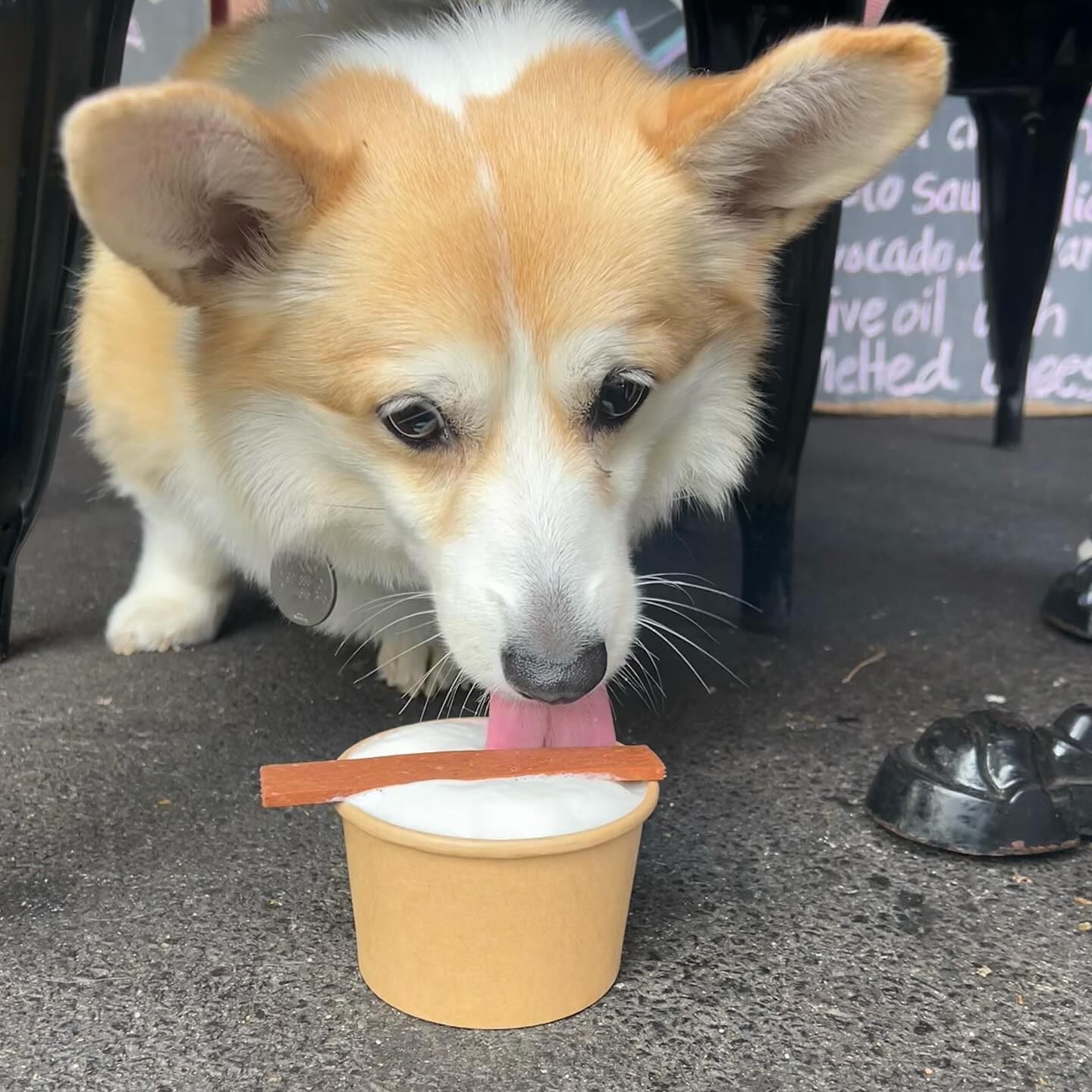 Cafe Madame Frou Frou | Dog Friendly Cafe in Glebe | Pupsy