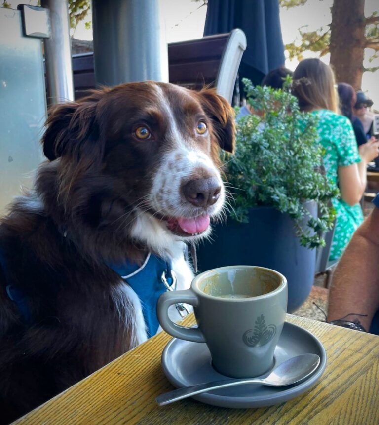 Zubi Billys 1 768x861