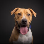 American Staffy in the studio by Jo Lyons Photograph 150x150