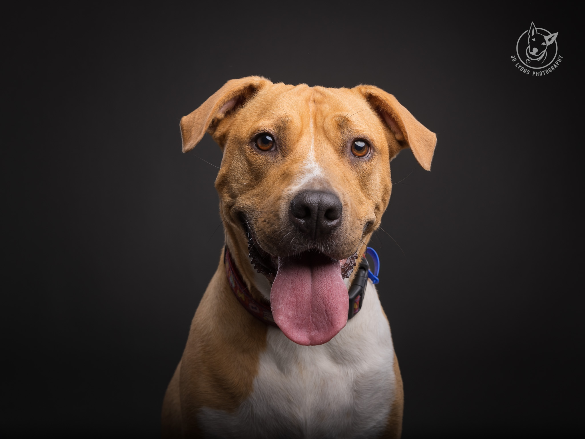 American Staffy in the studio by Jo Lyons Photograph