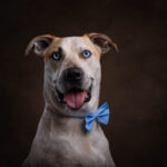 Blue eyed Cattle Dog x Great Dane in the studio by Jo Lyons Photography 150x150