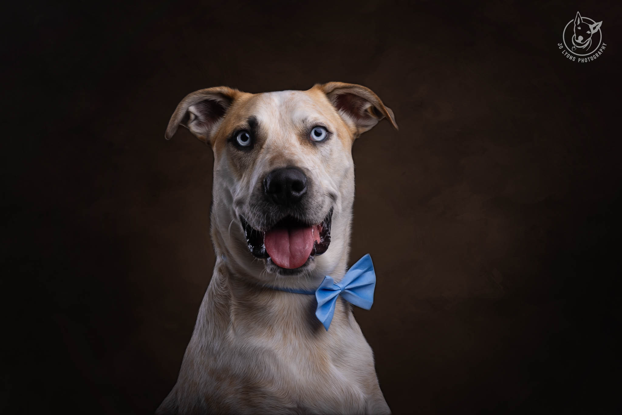 Blue eyed Cattle Dog x Great Dane in the studio by Jo Lyons Photography