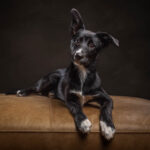 Border Collie Puppy on Tan Ottoman by Jo Lyons Photography 150x150