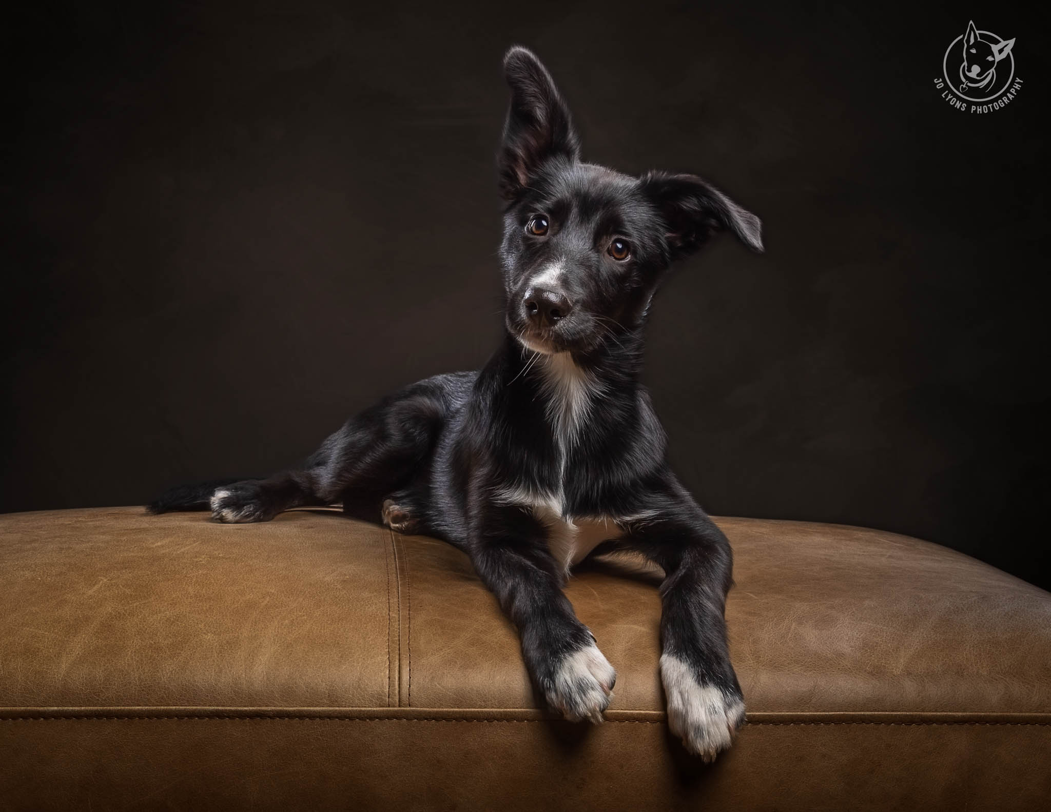 Border Collie Puppy on Tan Ottoman by Jo Lyons Photography