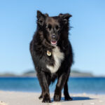 Border Collie at Winda Woppa by Jo Lyons Photography.jpg 150x150