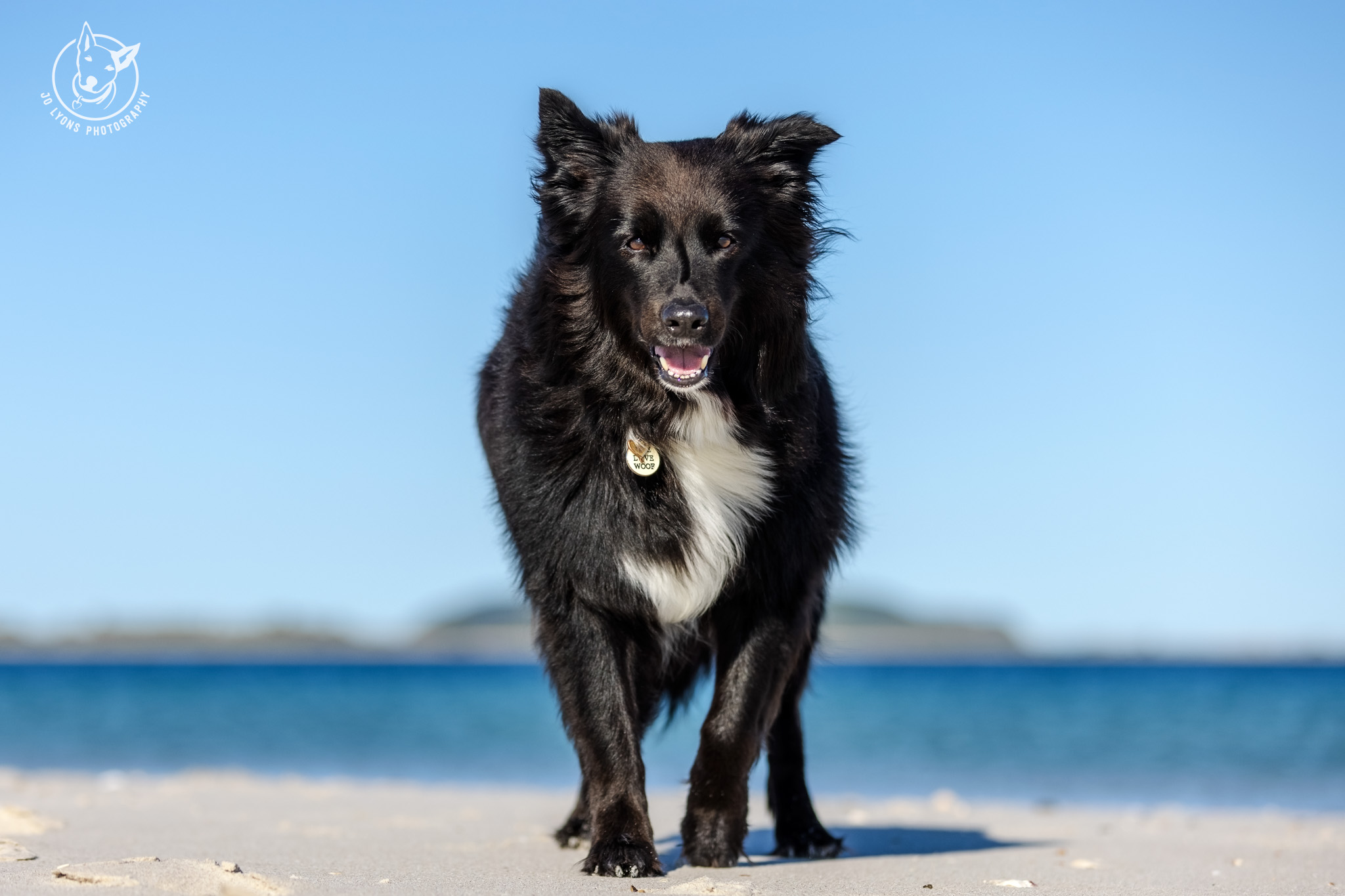 Border Collie at Winda Woppa by Jo Lyons Photography.jpg