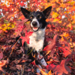 Border Collie in the countryside by Jo Lyons Photography.jpg 150x150