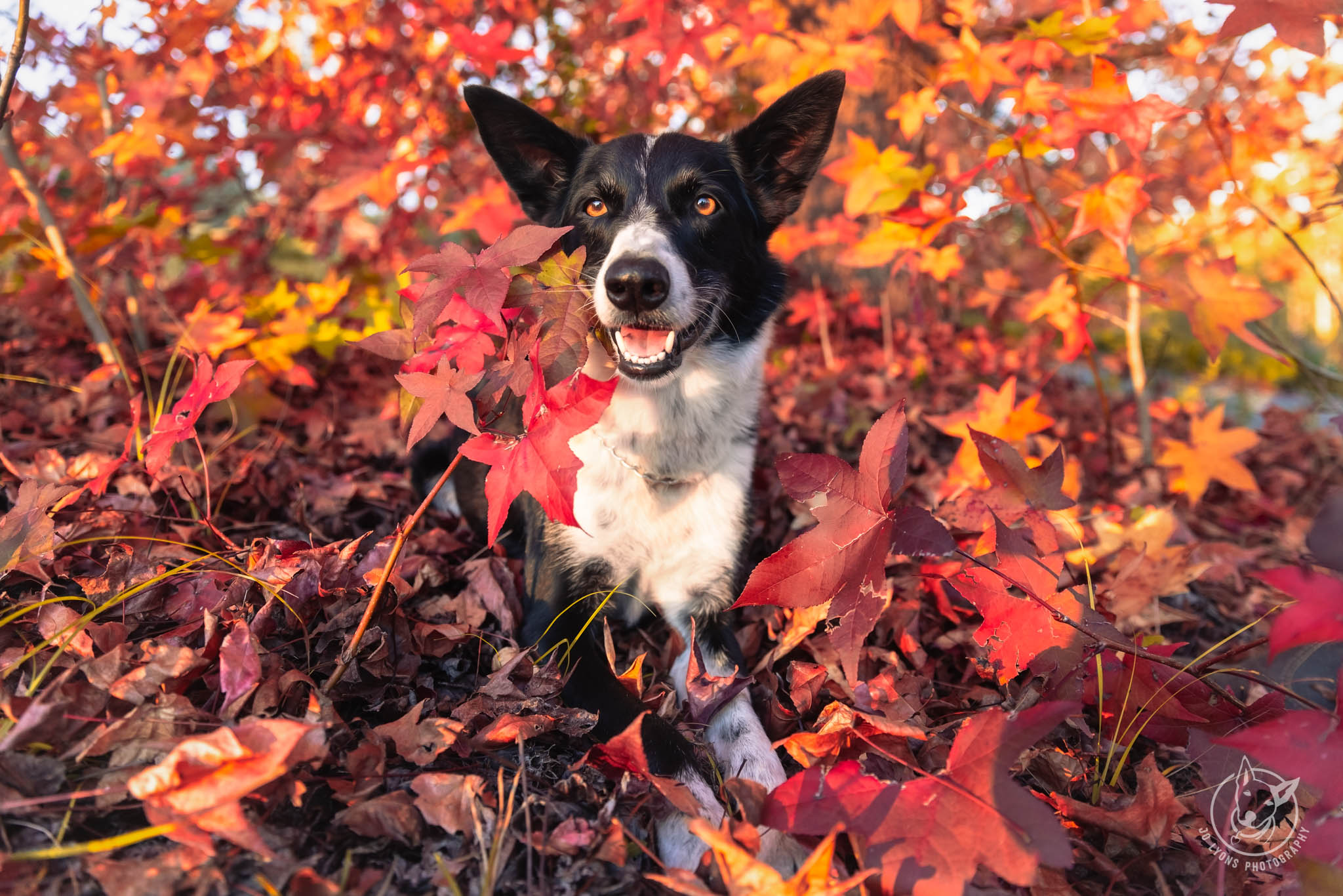 Border Collie in the countryside by Jo Lyons Photography.jpg