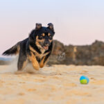 Border Collie x Kelpie at Black Head Back Beach by Jo Lyons Photography.jpg 150x150