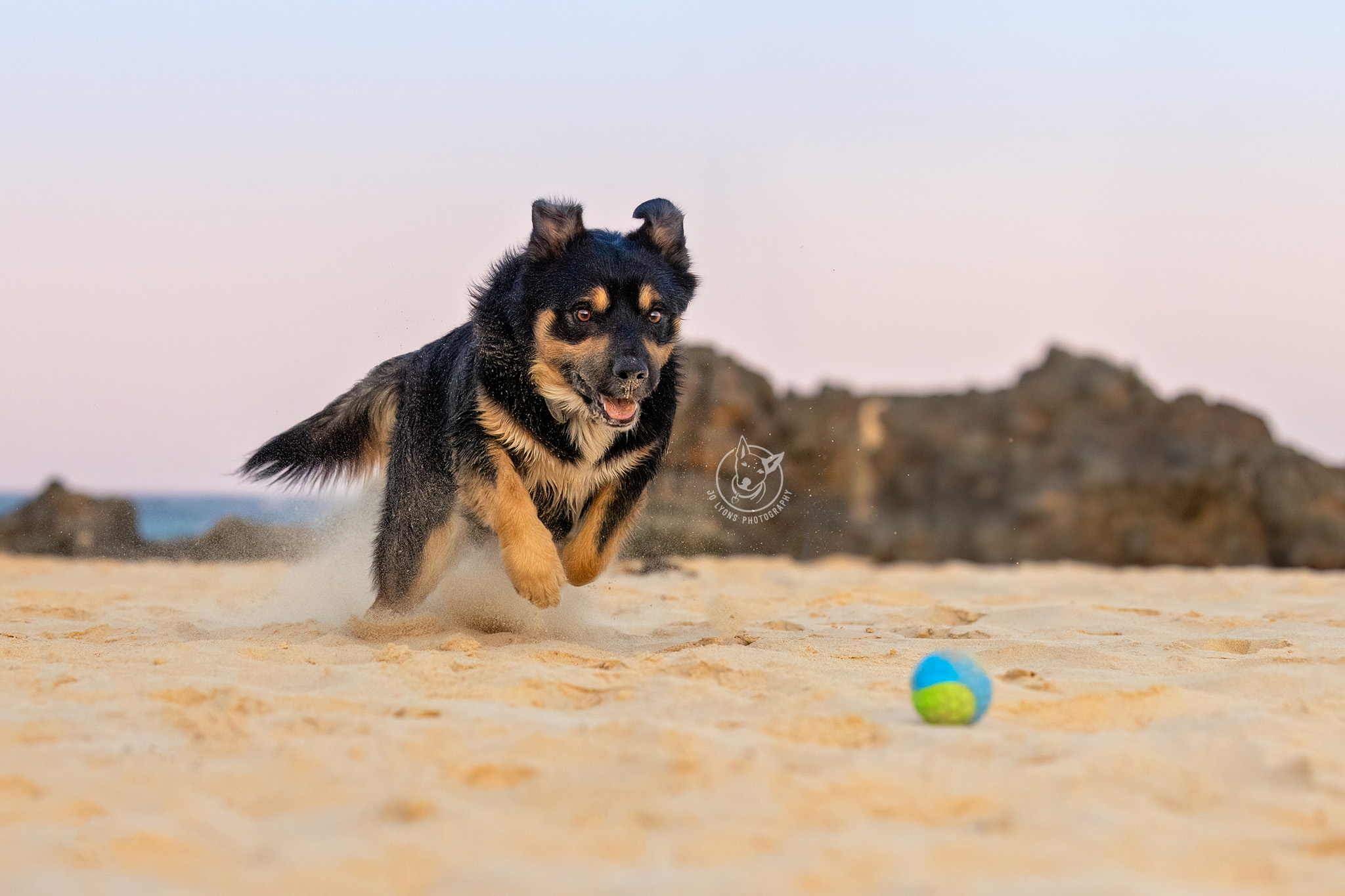 Border Collie x Kelpie at Black Head Back Beach by Jo Lyons Photography.jpg