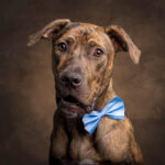 Brindle Mastiff in the studio by Jo Lyons Photography 150x150