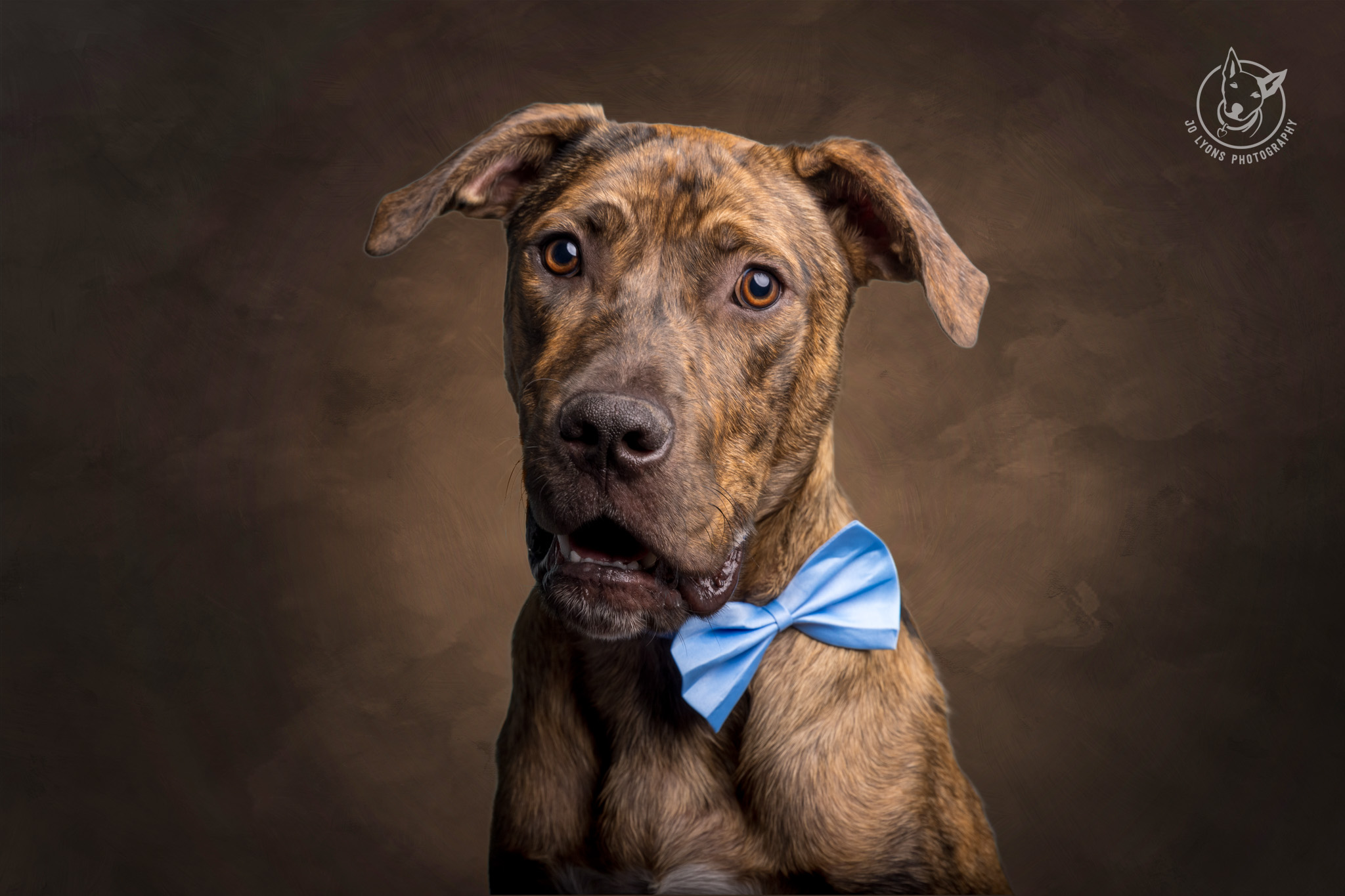 Brindle Mastiff in the studio by Jo Lyons Photography