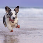 Cardigan Corgi at Blueys Beach by Jo Lyons Photography 150x150