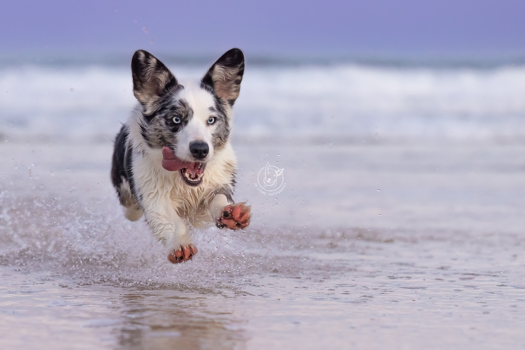 Cardigan Corgi at Blueys Beach by Jo Lyons Photography