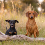 Dachshunds in the countryside by Jo Lyons Photography.jpg 150x150