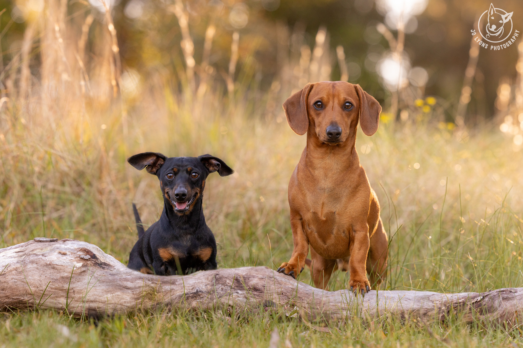 Dachshunds in the countryside by Jo Lyons Photography.jpg