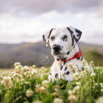 Dalmatian on her farm by Jo Lyons Photography 150x150