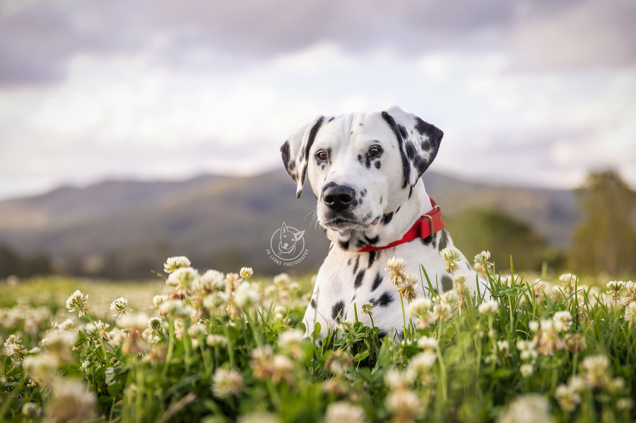 Dalmatian on her farm by Jo Lyons Photography