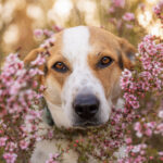 Foxhound in the countryside by Jo Lyons Photography.jpg 150x150