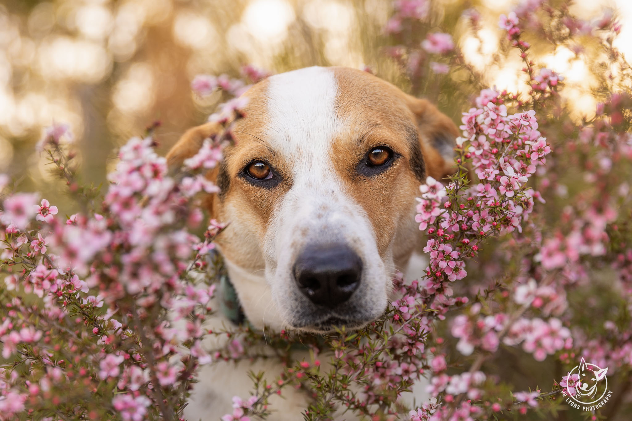 Foxhound in the countryside by Jo Lyons Photography.jpg