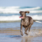 GSP at Crowdy Head South Side Beach in the countryside by Jo Lyons Photography 150x150