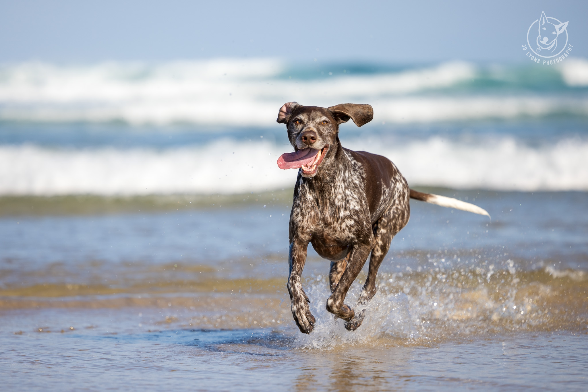 GSP at Crowdy Head South Side Beach in the countryside by Jo Lyons Photography