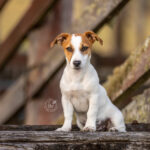 Jack Russell on her farm by Jo Lyons Photography 150x150