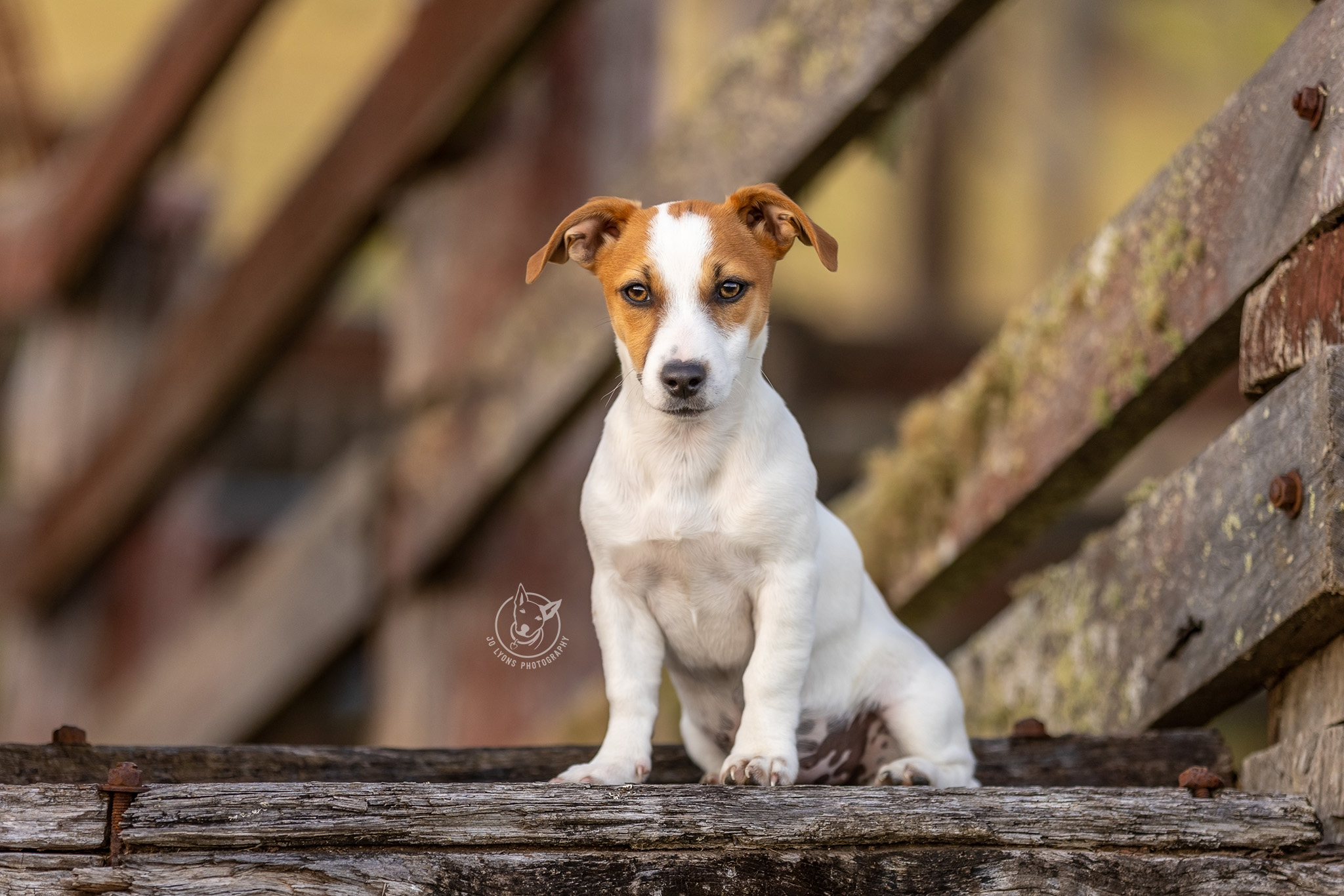 Jack Russell on her farm by Jo Lyons Photography