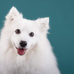 Japanese Spitz in the studio by Jo Lyons Photography 150x150