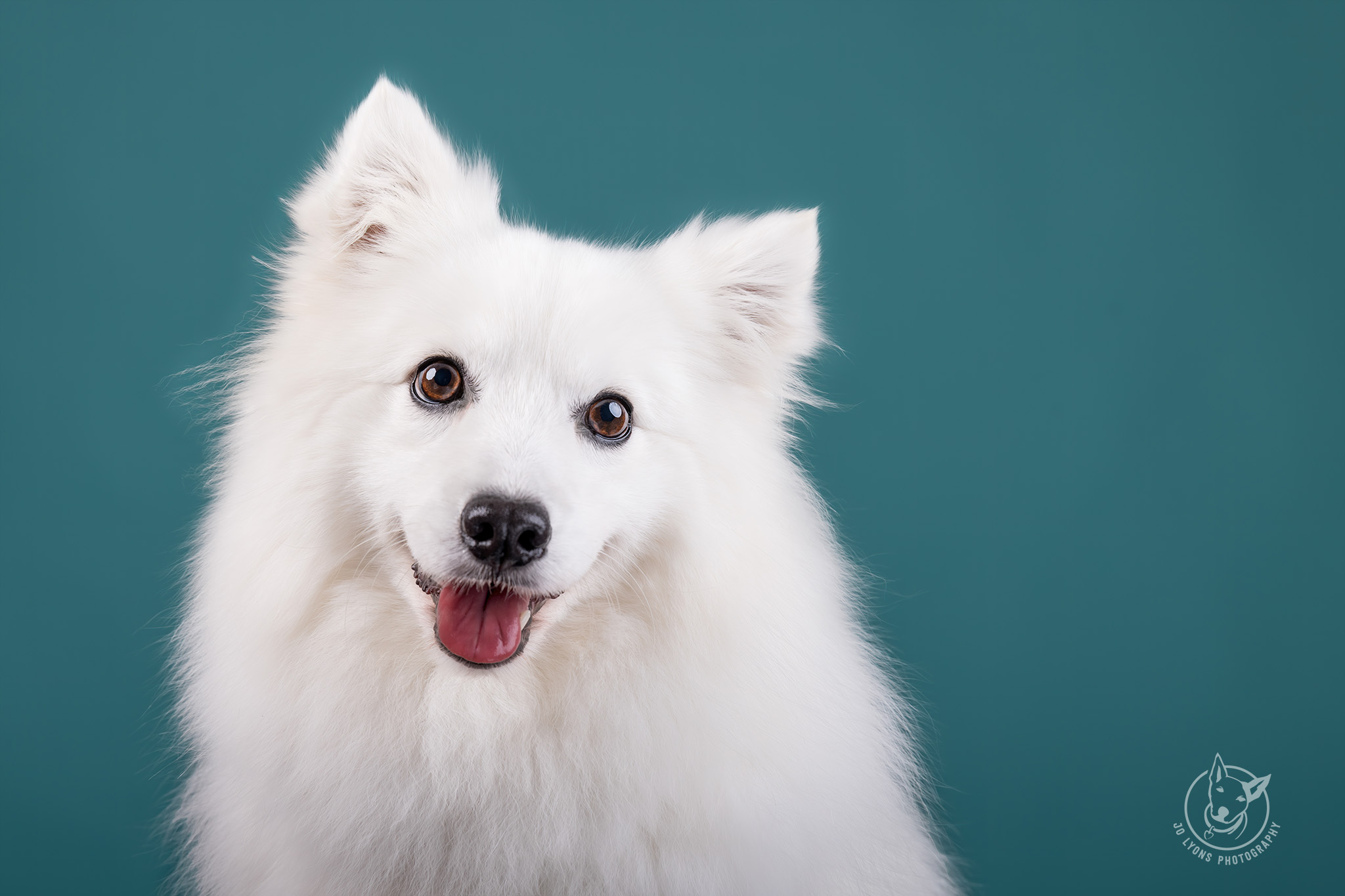 Japanese Spitz in the studio by Jo Lyons Photography