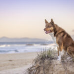 Kelpie x at Black Head Back Beach by Jo Lyons Photography 150x150