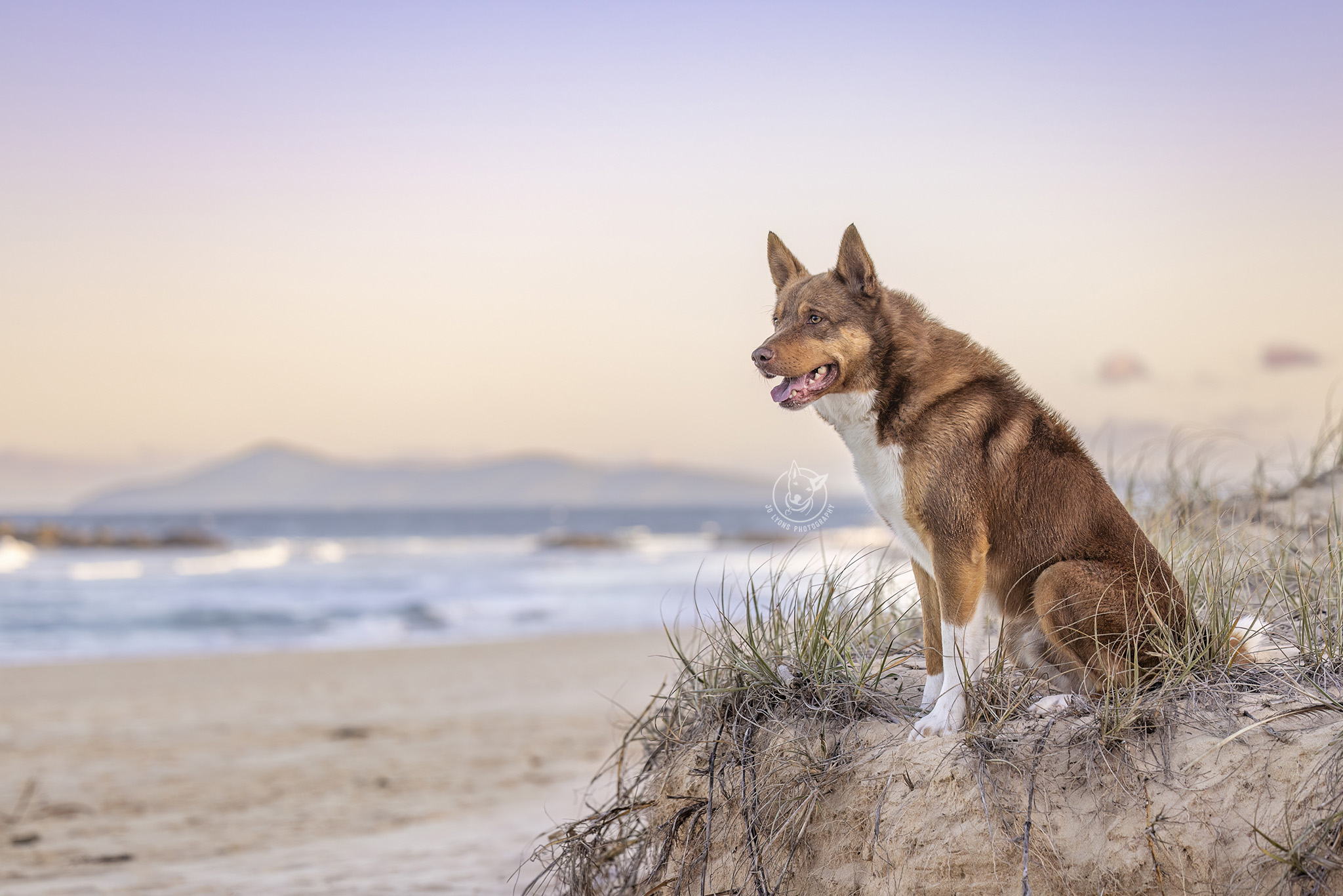 Kelpie x at Black Head Back Beach by Jo Lyons Photography