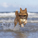 Kelpie x swimming at Black Head Back Beach by Jo Lyons Photography 150x150