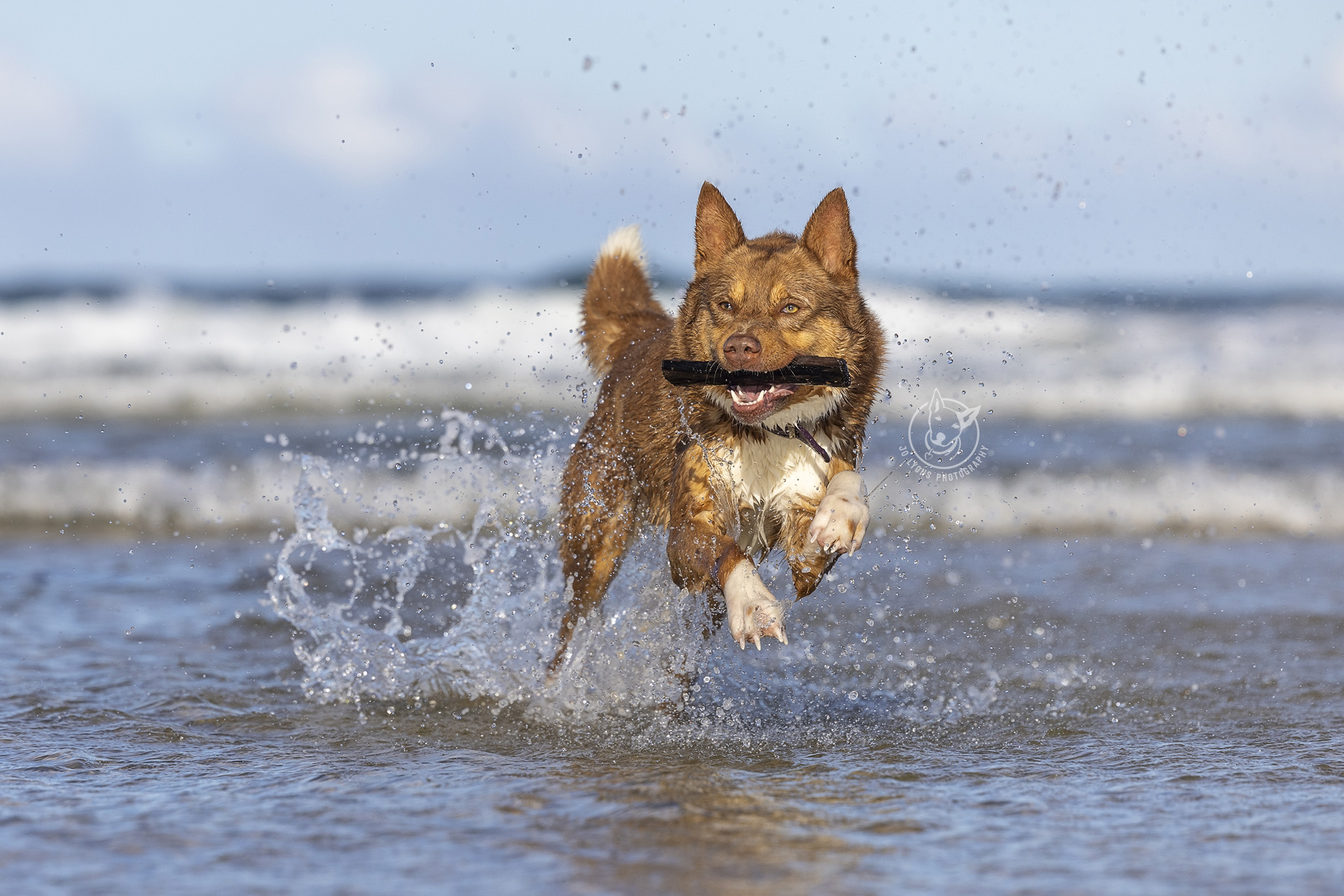 Kelpie x swimming at Black Head Back Beach by Jo Lyons Photography