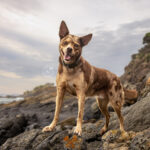 Koolie Kelpie at Boat Beach Seal Rocks by Jo Lyons Photography 150x150