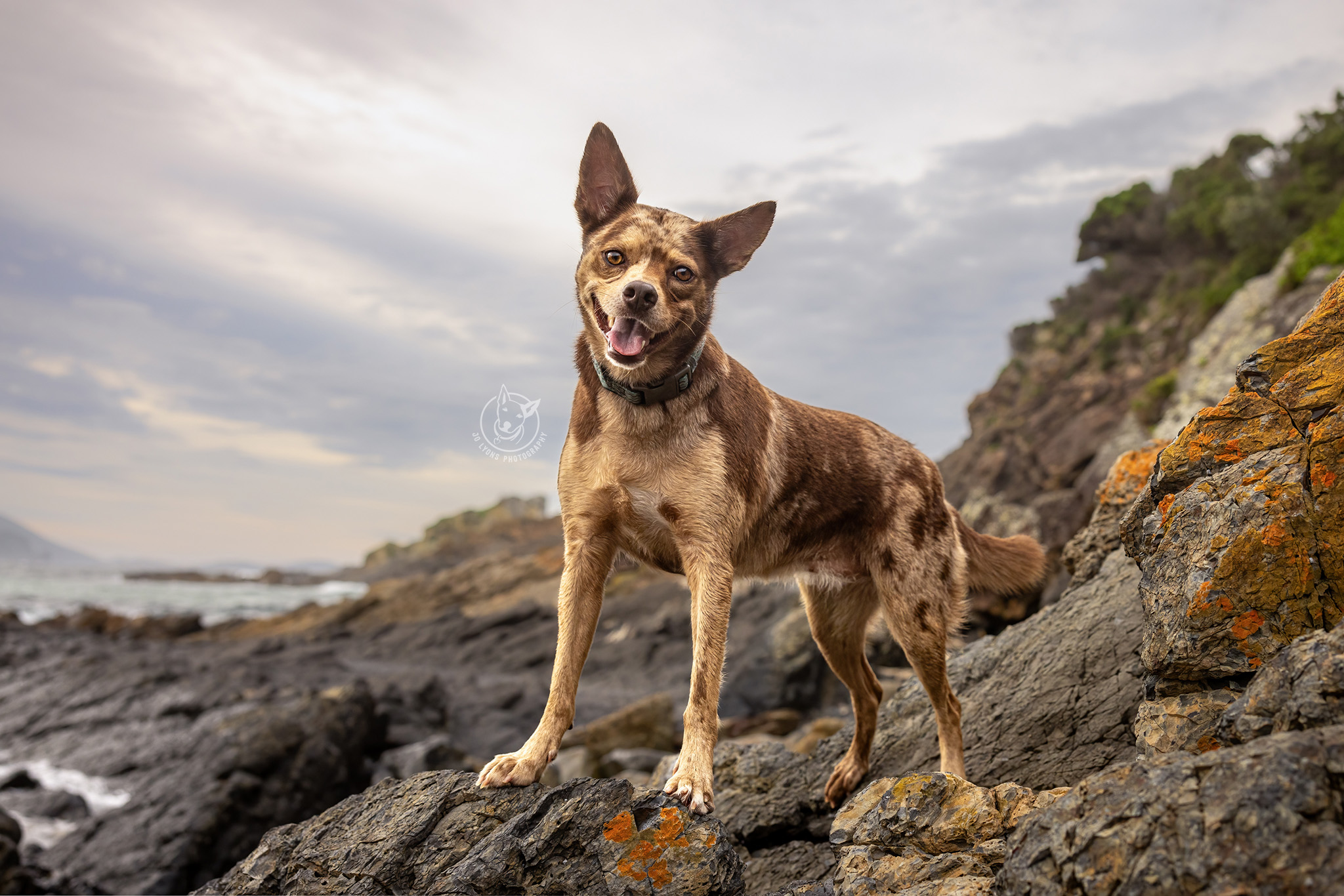 Koolie Kelpie at Boat Beach Seal Rocks by Jo Lyons Photography