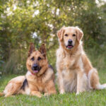 MAIN PHOTO PLEASE German Shepherd and Golden Retriever at the studio surrounds by Jo Lyons Photography 150x150