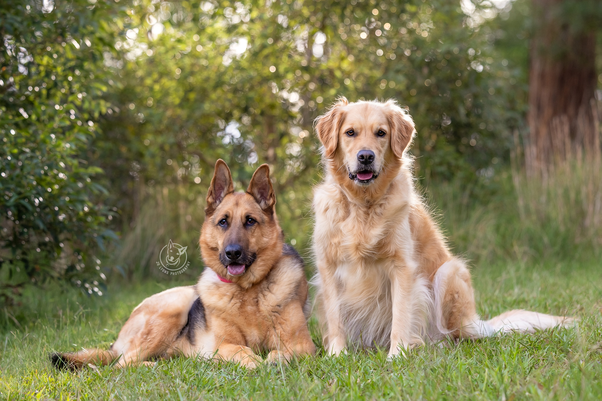 MAIN PHOTO PLEASE German Shepherd and Golden Retriever at the studio surrounds by Jo Lyons Photography