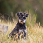 Miniature Schnauzer in the countryside by Jo Lyons Photography 150x150