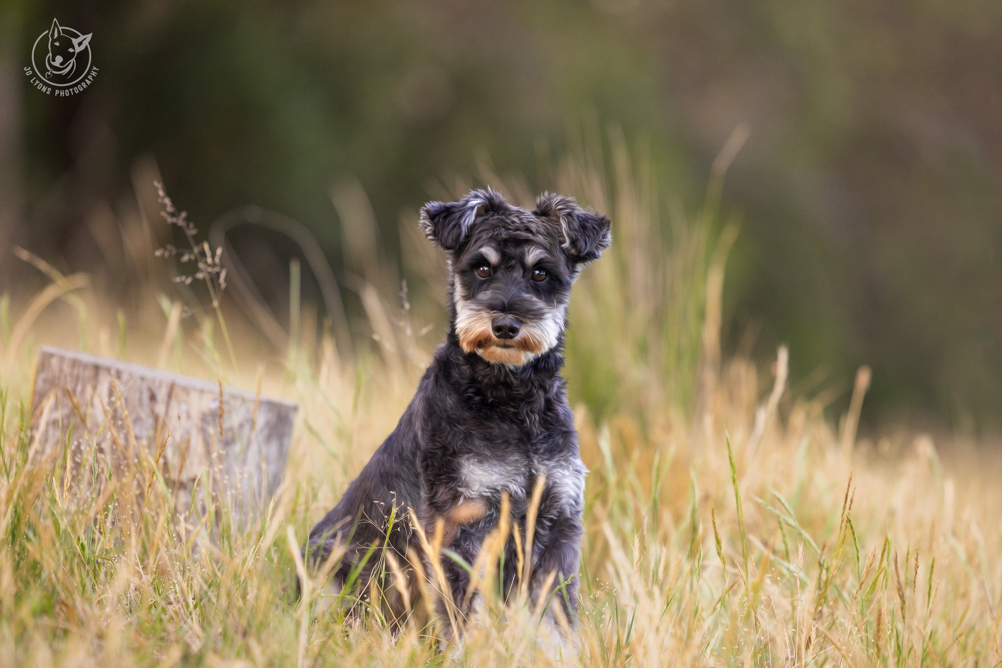 Miniature Schnauzer in the countryside by Jo Lyons Photography