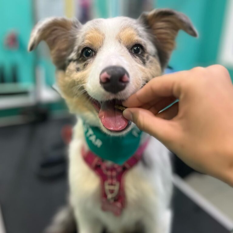 Paw Stars 2  768x768