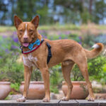 Red Kelpie x Cattle in the garden by Jo Lyons Photography 150x150