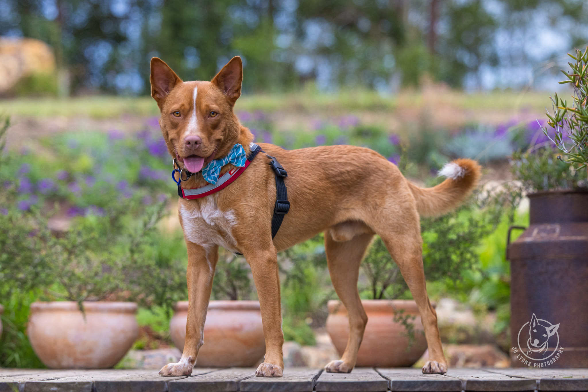 Red Kelpie x Cattle in the garden by Jo Lyons Photography