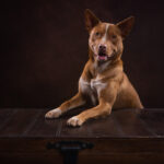 Red Kelpie x Cattle in the studio by Jo Lyons Photography 150x150