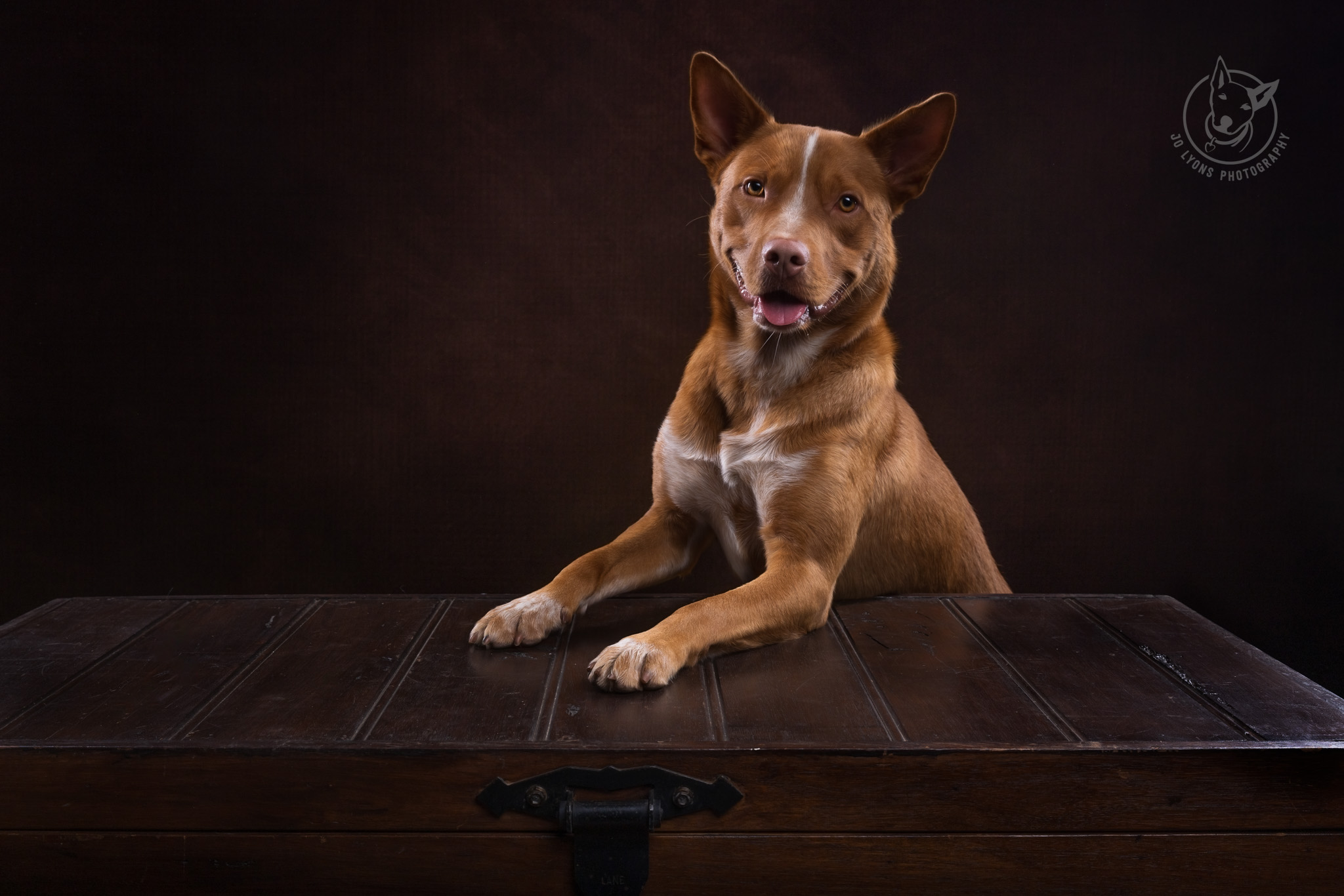 Red Kelpie x Cattle in the studio by Jo Lyons Photography