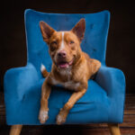 Red Kelpie x Cattle on the velvet chair by Jo Lyons Photography 150x150