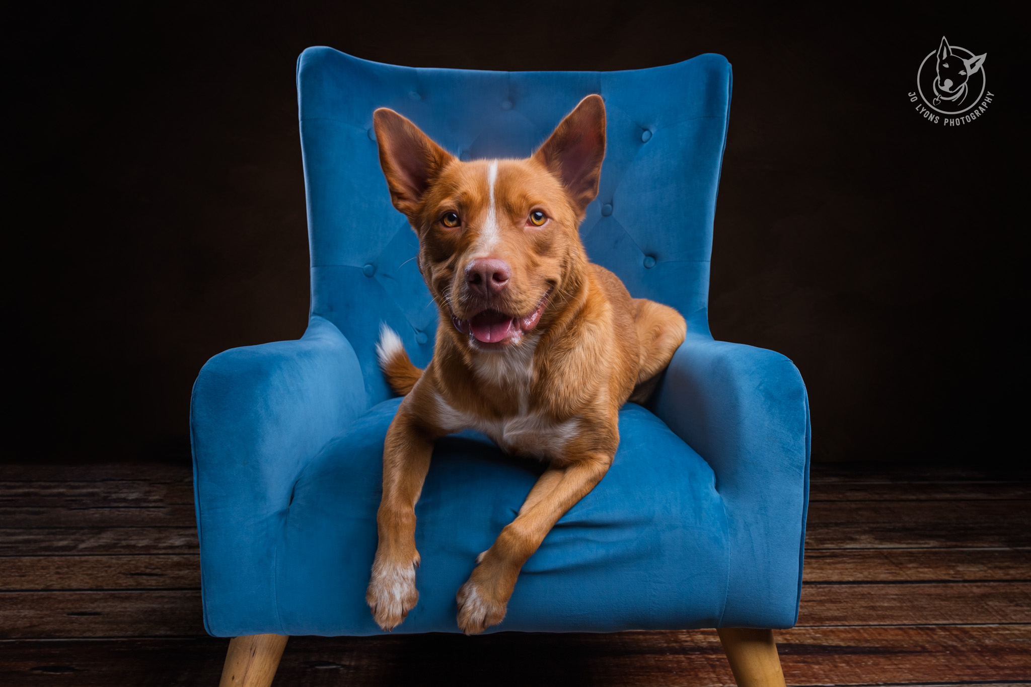 Red Kelpie x Cattle on the velvet chair by Jo Lyons Photography