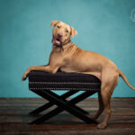 Rhodesian Ridgeback X in the studio by Jo Lyons Photography 150x150